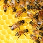 Markus Munzinger zeigt die Welt der Bienen